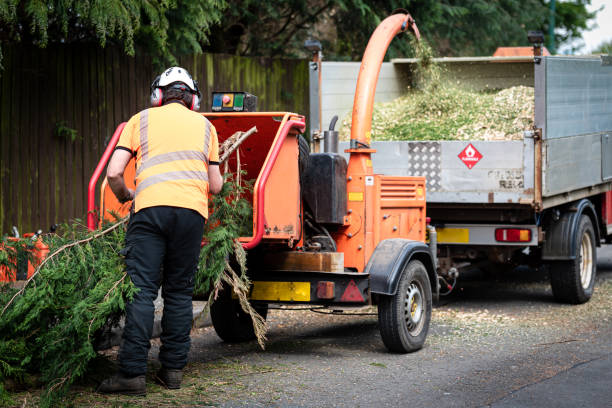 Best Affordable Tree Service  in Hayward, CA